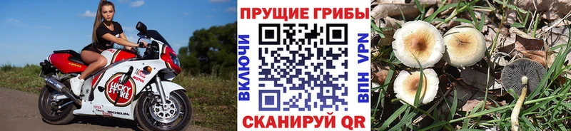 сколько стоит  Белогорск  Галлюциногенные грибы мицелий 